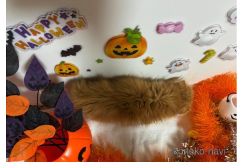 成約済の大阪府のスコティッシュフォールド-68375の3枚目